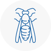 Hexham Wasp Nest Removal